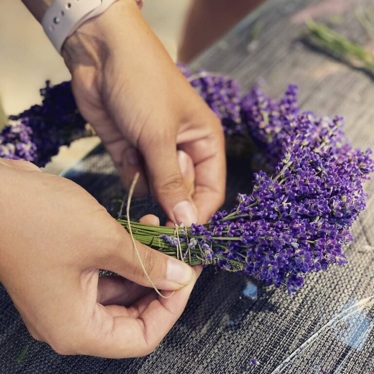lavendel